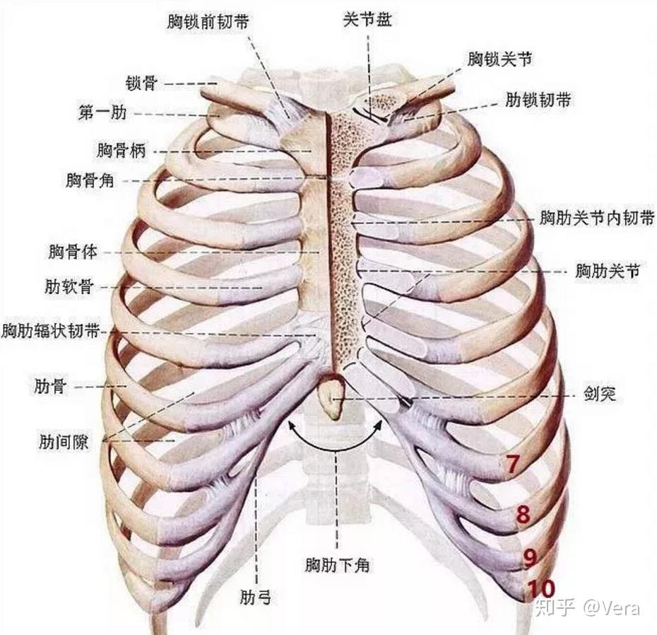 四个月宝宝肋骨外翻怎么办？全面解析应对之策