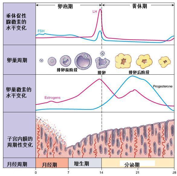 半个月经周期，女性的生理奥秘与健康管理